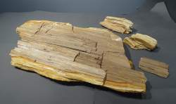 Objet : 4 morceaux de bois fossilisé / pétrifié / silicifié