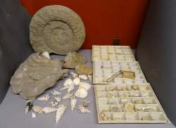 Objet : (99) Grand fossile d'ammonite du turonien , fossile partiel d'inocerame , dents , collection de coquillages (certains fossilisés)
