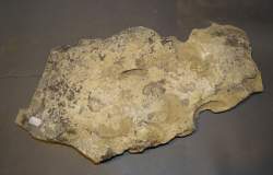 Objet : Fossile dalle avec traces / empreintes d'Hipparion Miocène