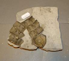 Objet : Fossile dalle avec vertèbres d'ichtyosaure Chaumouth Dorset (Royaume Uni) Jurassique