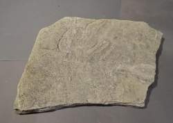 Objet : Fossile dalle avec trace / empreinte tridactyle de Grallator Sables d'Olon (Vendée France) Jurassique