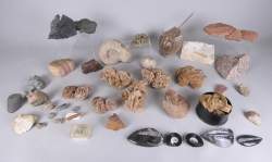 Collection : fossiles dont amonites , végétaux , poisson , oursin , orthocéras + roses des sables et limule