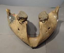 Objet: Mâchoire inférieure d'un jeune mammouth a/ 2 dents pléistocène Mer du Nor