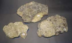 Objet: 3 fossiles dalles avec traces / empreintes d'Hipparion Miocène
