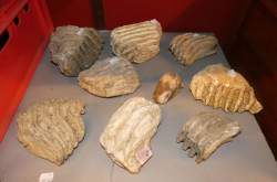 Objet : 9 dents fossilisées de mammouth (Elephas primigenius) époque pléistocène