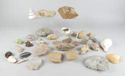 Collection : Fossiles dont trilobites , poisson , ammonite , bivalve et de coquillages dont trochus niloticus , laevistrombus canarium , turbo marmoratus , cypraea tigris