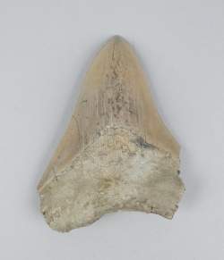 Collection fossiles : Dent fossile de requin Otodus Mégalodon