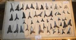 Objet : 50 dents fossilisées requin Objet : 50 dents fossilisées requin