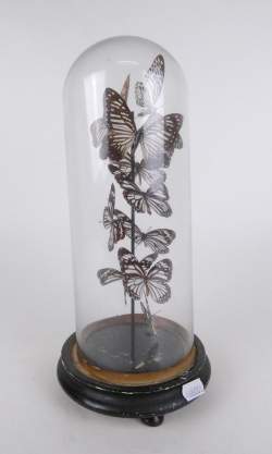 Taxidermie: 10 papillons spécimens naturalisés IDEA LEUCONOE sous globe H:33cm