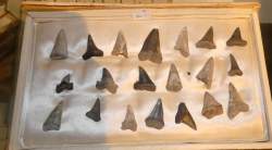 Objet : 20 dents fossilisées requin