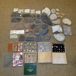 Objet : Nombreux fossiles de différentes ères comprenant des empreintes de poisson , belemnites , feuilles , trilobites , pas de tétrapode , stegocéphale (certains acc)