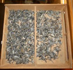 Objet : Important lot de dents de requins fossilisées