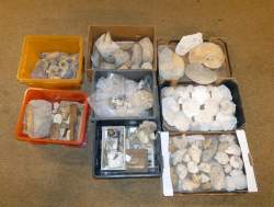 Objet : Gros lot de fossiles et empreintes de coquillages bivalves/ pectens/ oursins/ ostréa/ requienia (certains acc) dont du Vaucluse et Saumur dont ère tertiaire rt bois fossile