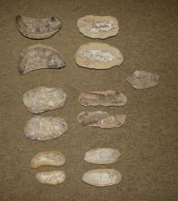 Objet : 6 Empreintes et contre empreintes de poissons fossilisés dans nodule + 1 accidenté ère du crétacé provenance Brésil