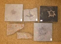 Objet : 4 Fossiles d'empreinte d'Asteractinella expansa dans de la pierre bleue de Soignies + 2 plaques de fossiles d'ophiures Ardèche Jurassique ère secondaire